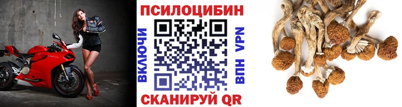 Купить закладки  Горячеводский  Псилоцибиновые грибы Psilocybe 